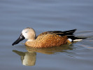 Red Shoveler (WWT Slimbridge March 2011) - pic by Nigel Key